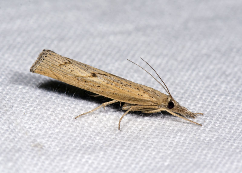 Crambidae: Pediasia contaminella